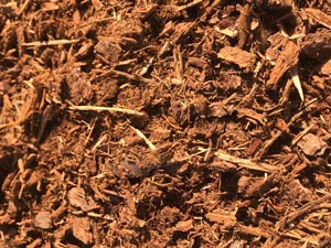Close-up of medium fir and hemlock bark